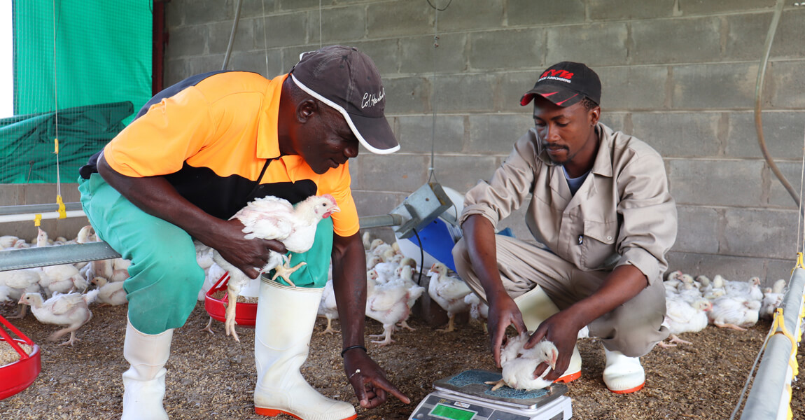04-staff-weighing-chicken