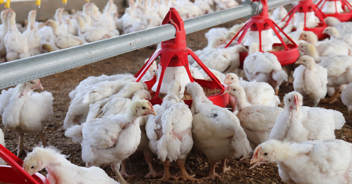 05-chickens-eating